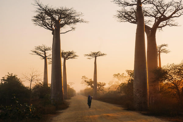 For your knowledge-Baobab oil-Sakura Greetings